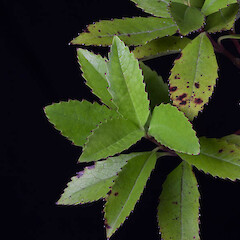 Ascarina lucida var. lanceolata
