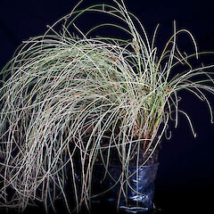 Carex fretalis