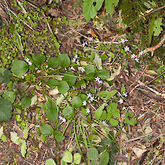 Waipohatu Forest, Catlins, Otago.<br>Photographer: Mike Thorsen, Date taken: 11/12/2016, Licence: All rights reserved. <a class='member-message' href='/nzpcn/why-join-nzpcn/' target='_blank'>Members can view a larger version of this image.</a>