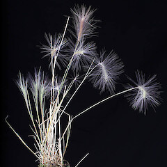 Inflorescence and habit, Poolburn Reservoir, Central Otago.<br>Photographer: Mike Thorsen, Date taken: 21/03/2017, Licence: All rights reserved. <a class='member-message' href='/nzpcn/why-join-nzpcn/' target='_blank'>Members can view a larger version of this image.</a>