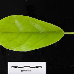 Adaxial leaf surface, cultivated specimen ex. Oratia Nursery.<br>Photographer: Mike Thorsen, Date taken: 23/03/2017, Licence: All rights reserved.