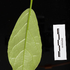 Abaxial leaf surface, cultivated specimen ex Oratia Nursery.<br>Photographer: Mike Thorsen, Date taken: 26/03/2017, Licence: All rights reserved.