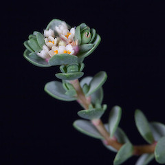 Flower and leaf details, cultivated specimen.<br>Photographer: Mike Thorsen, Date taken: 29/11/2016, Licence: All rights reserved.