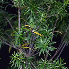 Cultivated specimen, ex Oratia Nursery.<br>Photographer: Mike Thorsen, Date taken: 09/03/2017, Licence: All rights reserved. <a class='member-message' href='/nzpcn/why-join-nzpcn/' target='_blank'>Members can view a larger version of this image.</a>