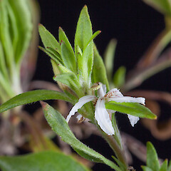 Cultivated specimen.<br>Photographer: Mike Thorsen, Date taken: 08/03/2017, Licence: All rights reserved. <a class='member-message' href='/nzpcn/why-join-nzpcn/' target='_blank'>Members can view a larger version of this image.</a>