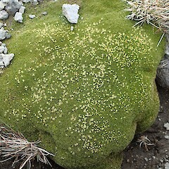 Varne Plateau, Macquarie Island.<br>Photographer: Jane Gosden, Date taken: 02/01/2016, Licence: <a target='_blank' href='https://creativecommons.org/licenses/by-nc-sa/4.0'>CC BY-NC-SA</a>. <a class='member-message' href='/nzpcn/why-join-nzpcn/' target='_blank'>Members can view a larger version of this image.</a>