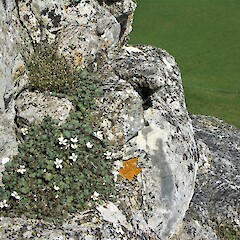 Tengawai Cliffs, South Canterbury.<br>Photographer: Hermann Frank, Date taken: 03/03/2007, Licence: <a target='_blank' href='https://creativecommons.org/licenses/by/4.0'>CC BY</a>. <a class='member-message' href='/nzpcn/why-join-nzpcn/' target='_blank'>Members can view a larger version of this image.</a>