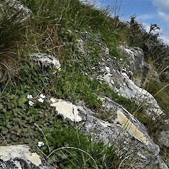 Tengawai Cliffs, South Canterbury.<br>Photographer: Hermann Frank, Date taken: 13/02/2018, Licence: <a target='_blank' href='https://creativecommons.org/licenses/by/4.0'>CC BY</a>. <a class='member-message' href='/nzpcn/why-join-nzpcn/' target='_blank'>Members can view a larger version of this image.</a>