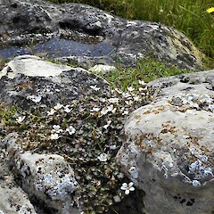 Tengawai Cliffs, South Canterbury.<br>Photographer: Hermann Frank, Date taken: 17/01/2019, Licence: <a target='_blank' href='https://creativecommons.org/licenses/by/4.0'>CC BY</a>. <a class='member-message' href='/nzpcn/why-join-nzpcn/' target='_blank'>Members can view a larger version of this image.</a>
