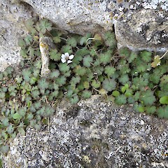 Castlerock, South Canterbury.<br>Photographer: Hermann Frank, Date taken: 24/04/2019, Licence: <a target='_blank' href='https://creativecommons.org/licenses/by/4.0'>CC BY</a>. <a class='member-message' href='/nzpcn/why-join-nzpcn/' target='_blank'>Members can view a larger version of this image.</a>