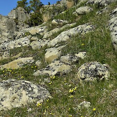 Tengawai Cliffs, South Canterbury.<br>Photographer: Hermann Frank, Date taken: 20/10/2007, Licence: <a target='_blank' href='https://creativecommons.org/licenses/by/4.0'>CC BY</a>. <a class='member-message' href='/nzpcn/why-join-nzpcn/' target='_blank'>Members can view a larger version of this image.</a>