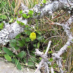 Tengawai Cliffs, South Canterbury.<br>Photographer: Hermann Frank, Date taken: 10/10/2019, Licence: <a target='_blank' href='https://creativecommons.org/licenses/by/4.0'>CC BY</a>. <a class='member-message' href='/nzpcn/why-join-nzpcn/' target='_blank'>Members can view a larger version of this image.</a>