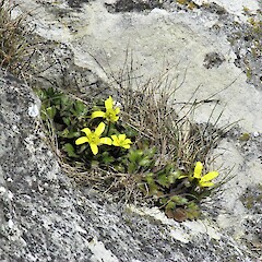 Tengawai Cliffs, South Canterbury.<br>Photographer: Hermann Frank, Date taken: 16/10/2019, Licence: <a target='_blank' href='https://creativecommons.org/licenses/by/4.0'>CC BY</a>. <a class='member-message' href='/nzpcn/why-join-nzpcn/' target='_blank'>Members can view a larger version of this image.</a>