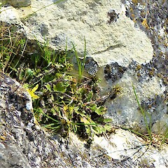 Tengawai Cliffs, South Canterbury.<br>Photographer: Hermann Frank, Date taken: 03/11/2017, Licence: <a target='_blank' href='https://creativecommons.org/licenses/by/4.0'>CC BY</a>. <a class='member-message' href='/nzpcn/why-join-nzpcn/' target='_blank'>Members can view a larger version of this image.</a>