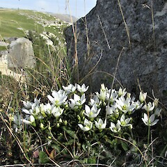 Limestone Valley, South Canterbury.<br>Photographer: Hermann Frank, Date taken: 13/03/2016, Licence: <a target='_blank' href='https://creativecommons.org/licenses/by/4.0'>CC BY</a>. <a class='member-message' href='/nzpcn/why-join-nzpcn/' target='_blank'>Members can view a larger version of this image.</a>