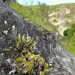 Young plant. Totara Valley, South Canterbury.<br>Photographer: Hermann Frank, Date taken: 07/12/2018, Licence: <a target='_blank' href='https://creativecommons.org/licenses/by/4.0'>CC BY</a>. <a class='member-message' href='/nzpcn/why-join-nzpcn/' target='_blank'>Members can view a larger version of this image.</a>