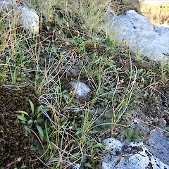 Patch with smaller plants. Limestone Valley, South Canterbury.<br>Photographer: Hermann Frank, Date taken: 17/04/2016, Licence: <a target='_blank' href='https://creativecommons.org/licenses/by/4.0'>CC BY</a>. <a class='member-message' href='/nzpcn/why-join-nzpcn/' target='_blank'>Members can view a larger version of this image.</a>