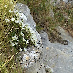 Pushed to the edge by grass competition. Limestone Valley, South Canterbury.<br>Photographer: Hermann Frank, Date taken: 13/03/2019, Licence: <a target='_blank' href='https://creativecommons.org/licenses/by/4.0'>CC BY</a>. <a class='member-message' href='/nzpcn/why-join-nzpcn/' target='_blank'>Members can view a larger version of this image.</a>