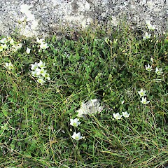 Competing with Hieraceum and clover. Limestone Valley, South Canterbury.<br>Photographer: Hermann Frank, Date taken: 31/03/2018, Licence: <a target='_blank' href='https://creativecommons.org/licenses/by/4.0'>CC BY</a>. <a class='member-message' href='/nzpcn/why-join-nzpcn/' target='_blank'>Members can view a larger version of this image.</a>