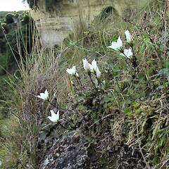 Totara Valley, South Canterbury.<br>Photographer: Hermann Frank, Date taken: 11/04/2016, Licence: <a target='_blank' href='https://creativecommons.org/licenses/by/4.0'>CC BY</a>. <a class='member-message' href='/nzpcn/why-join-nzpcn/' target='_blank'>Members can view a larger version of this image.</a>