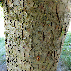 Bark detail, cultivated specimen in Paloma Gardens, Whanganui.<br>Photographer: Colin C. Ogle, Date taken: 21/01/2015, Licence: <a target='_blank' href='https://creativecommons.org/licenses/by-nc/4.0'>CC BY-NC</a>. <a class='member-message' href='/nzpcn/why-join-nzpcn/' target='_blank'>Members can view a larger version of this image.</a>
