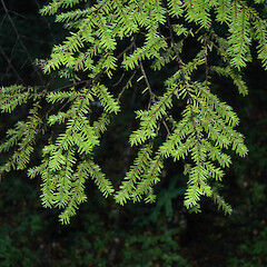 In mountain beech forest, Castle Hill.<br>Photographer: Colin C. Ogle, Date taken: 09/05/2010, Licence: <a target='_blank' href='https://creativecommons.org/licenses/by-nc/4.0'>CC BY-NC</a>. <a class='member-message' href='/nzpcn/why-join-nzpcn/' target='_blank'>Members can view a larger version of this image.</a>