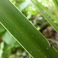 Adaxial leaf surface, in cultivation, Wellington.<br>Photographer: Colin C. Ogle, Date taken: 24/10/2015, Licence: <a target='_blank' href='https://creativecommons.org/licenses/by-nc/4.0'>CC BY-NC</a>. <a class='member-message' href='/nzpcn/why-join-nzpcn/' target='_blank'>Members can view a larger version of this image.</a>