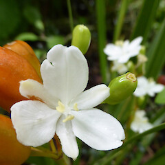 Flower, in cultivation, Wellington.<br>Photographer: Colin C. Ogle, Date taken: 24/10/2015, Licence: <a target='_blank' href='https://creativecommons.org/licenses/by-nc/4.0'>CC BY-NC</a>. <a class='member-message' href='/nzpcn/why-join-nzpcn/' target='_blank'>Members can view a larger version of this image.</a>