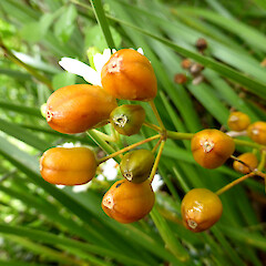 Fruit details, in cultivation, Wellington.<br>Photographer: Colin C. Ogle, Date taken: 24/10/2015, Licence: <a target='_blank' href='https://creativecommons.org/licenses/by-nc/4.0'>CC BY-NC</a>. <a class='member-message' href='/nzpcn/why-join-nzpcn/' target='_blank'>Members can view a larger version of this image.</a>