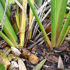 Leaf fans off rhizomes, in cultivation, Wellington.<br>Photographer: Colin C. Ogle, Date taken: 24/10/2015, Licence: <a target='_blank' href='https://creativecommons.org/licenses/by-nc/4.0'>CC BY-NC</a>. <a class='member-message' href='/nzpcn/why-join-nzpcn/' target='_blank'>Members can view a larger version of this image.</a>