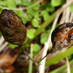 Old capsules, in cultivation, Whanganui.<br>Photographer: Colin C. Ogle, Date taken: 24/10/2015, Licence: <a target='_blank' href='https://creativecommons.org/licenses/by-nc/4.0'>CC BY-NC</a>.
