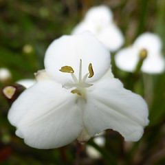 Flower detail, Whanganui.<br>Photographer: Colin C. Ogle, Date taken: 24/10/2015, Licence: <a target='_blank' href='https://creativecommons.org/licenses/by-nc/4.0'>CC BY-NC</a>.