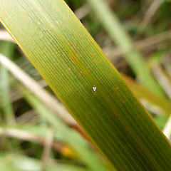 Adaxial leaf surface, Whanganui.<br>Photographer: Colin C. Ogle, Date taken: 24/10/2015, Licence: <a target='_blank' href='https://creativecommons.org/licenses/by-nc/4.0'>CC BY-NC</a>.