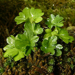 Ranunculus viridis
