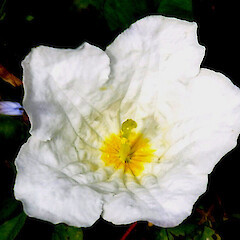 Flowering in lawn; Bastia Hill, Wanganui.<br>Photographer: Colin C. Ogle, Date taken: 05/12/2015, Licence: <a target='_blank' href='https://creativecommons.org/licenses/by-nc/4.0'>CC BY-NC</a>. <a class='member-message' href='/nzpcn/why-join-nzpcn/' target='_blank'>Members can view a larger version of this image.</a>