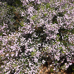 Planted and self seeding, Whanganui.<br>Photographer: Colin C. Ogle, Date taken: 04/10/2015, Licence: <a target='_blank' href='https://creativecommons.org/licenses/by-nc/4.0'>CC BY-NC</a>. <a class='member-message' href='/nzpcn/why-join-nzpcn/' target='_blank'>Members can view a larger version of this image.</a>