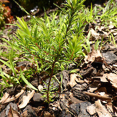 Seedling in a garden, Whanganui.<br>Photographer: Colin C. Ogle, Date taken: 04/10/2015, Licence: <a target='_blank' href='https://creativecommons.org/licenses/by-nc/4.0'>CC BY-NC</a>. <a class='member-message' href='/nzpcn/why-join-nzpcn/' target='_blank'>Members can view a larger version of this image.</a>