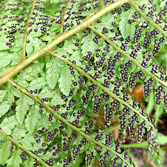 Sori details.<br>Photographer: Colin C. Ogle, Date taken: 03/06/2015, Licence: <a target='_blank' href='https://creativecommons.org/licenses/by-nc/4.0'>CC BY-NC</a>. <a class='member-message' href='/nzpcn/why-join-nzpcn/' target='_blank'>Members can view a larger version of this image.</a>