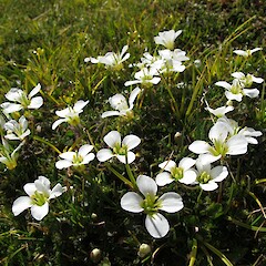 Cardamine reptans in flower in alpine seep.<br>Photographer: John Barkla, Date taken: 13/12/2011, Licence: <a target='_blank' href='https://creativecommons.org/licenses/by/4.0'>CC BY</a>. <a class='member-message' href='/nzpcn/why-join-nzpcn/' target='_blank'>Members can view a larger version of this image.</a>