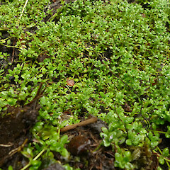 Falla Peninsula, Auckland Island.<br>Photographer: Rowan Hindmarsh-Walls, Date taken: 20/01/2020, Licence: <a target='_blank' href='https://creativecommons.org/licenses/by-nc/4.0'>CC BY-NC</a>. <a class='member-message' href='/nzpcn/why-join-nzpcn/' target='_blank'>Members can view a larger version of this image.</a>