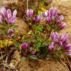 Falla Peninsula, Auckland Island, 200m elevation.<br>Photographer: Rowan Hindmarsh-Walls, Date taken: 20/01/2020, Licence: <a target='_blank' href='https://creativecommons.org/licenses/by-nc/4.0'>CC BY-NC</a>. <a class='member-message' href='/nzpcn/why-join-nzpcn/' target='_blank'>Members can view a larger version of this image.</a>