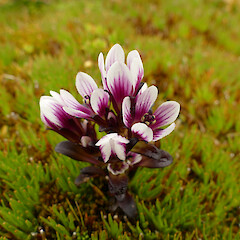 Falla Peninsula, Auckland Island, 200m elevation.<br>Photographer: Rowan Hindmarsh-Walls, Date taken: 23/01/2020, Licence: <a target='_blank' href='https://creativecommons.org/licenses/by-nc/4.0'>CC BY-NC</a>. <a class='member-message' href='/nzpcn/why-join-nzpcn/' target='_blank'>Members can view a larger version of this image.</a>