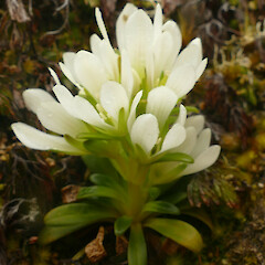 White-flowered plant. Falla Peninsula, Auckland Island.<br>Photographer: Rowan Hindmarsh-Walls, Date taken: 19/01/2020, Licence: <a target='_blank' href='https://creativecommons.org/licenses/by-nc/4.0'>CC BY-NC</a>. <a class='member-message' href='/nzpcn/why-join-nzpcn/' target='_blank'>Members can view a larger version of this image.</a>