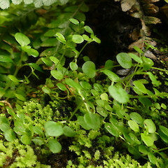Smiths Harbour, Auckland Island.<br>Photographer: Rowan Hindmarsh-Walls, Date taken: 19/01/2020, Licence: <a target='_blank' href='https://creativecommons.org/licenses/by-nc/4.0'>CC BY-NC</a>. <a class='member-message' href='/nzpcn/why-join-nzpcn/' target='_blank'>Members can view a larger version of this image.</a>