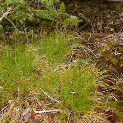 Carex erebus