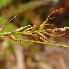 Falla peninsula, Auckland Island.<br>Photographer: Rowan Hindmarsh-Walls, Date taken: 20/01/2020, Licence: <a target='_blank' href='https://creativecommons.org/licenses/by-nc/4.0'>CC BY-NC</a>. <a class='member-message' href='/nzpcn/why-join-nzpcn/' target='_blank'>Members can view a larger version of this image.</a>