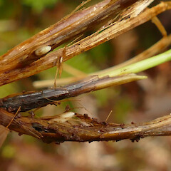 Falla peninsula, Auckland Island.<br>Photographer: Rowan Hindmarsh-Walls, Date taken: 20/01/2020, Licence: <a target='_blank' href='https://creativecommons.org/licenses/by-nc/4.0'>CC BY-NC</a>. <a class='member-message' href='/nzpcn/why-join-nzpcn/' target='_blank'>Members can view a larger version of this image.</a>