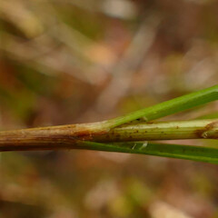 Falla peninsula, Auckland Island.<br>Photographer: Rowan Hindmarsh-Walls, Date taken: 20/01/2020, Licence: <a target='_blank' href='https://creativecommons.org/licenses/by-nc/4.0'>CC BY-NC</a>. <a class='member-message' href='/nzpcn/why-join-nzpcn/' target='_blank'>Members can view a larger version of this image.</a>