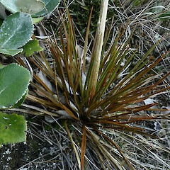 Aciphylla stannensis