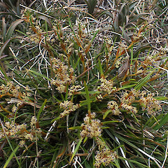 Aciphylla traillii